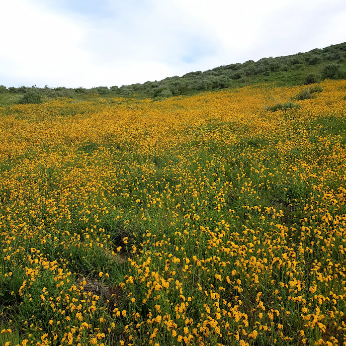 A landscape of rolling hills with many yellow flowers in the foreground, and bushes and grass in the background.